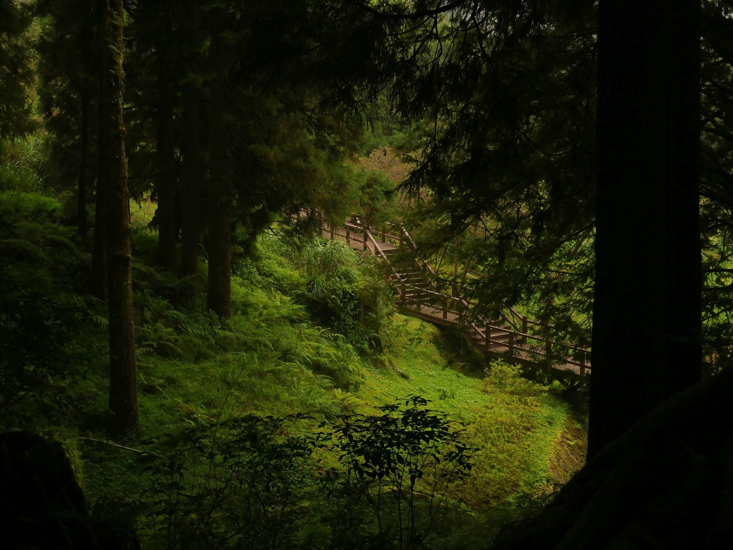 A lush green forest with tall trees and a wooden footbridge crossing through the foliage.