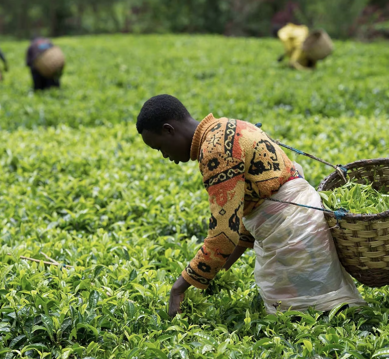 Rwanda Tea plantation tour