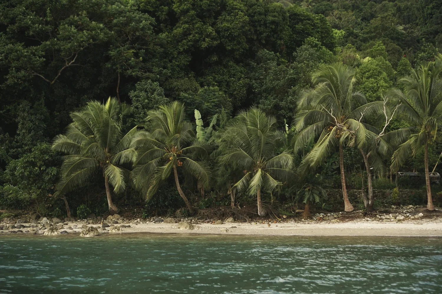 Tropical beach with calm water, sandy shore, and clusters of palm trees against a lush green hillside.