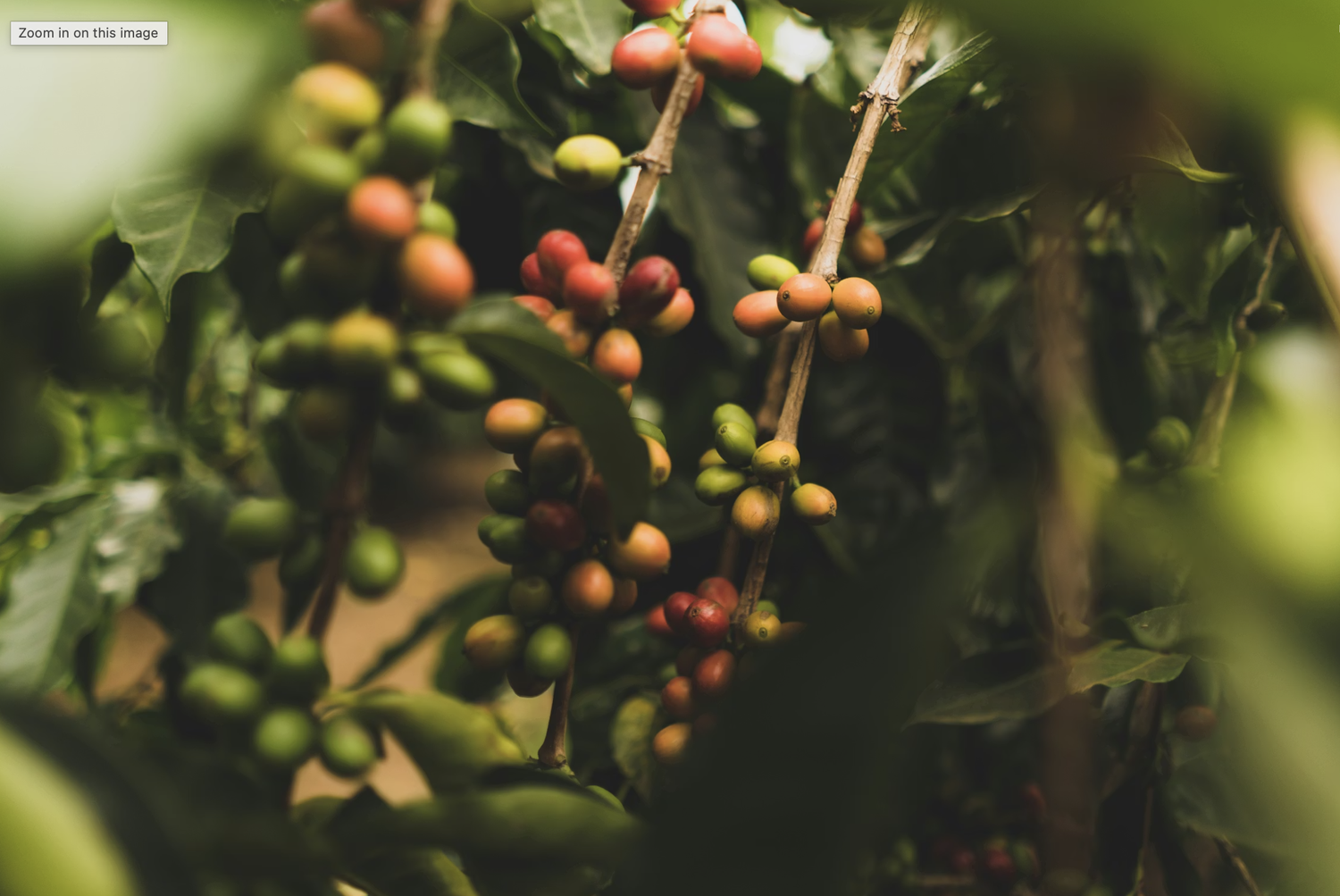 Rwanda Coffee plantation tour