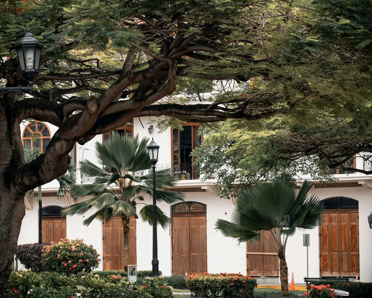 A park scene with large leafy trees, palm trees, blooming bushes, and ornamental street lamps in front of a white building with wooden doors and windows.