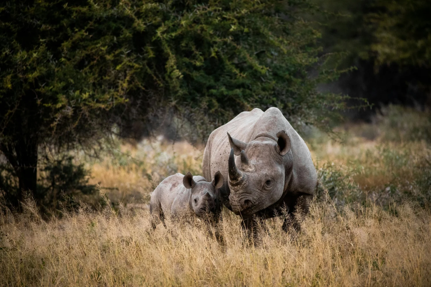 A mother rhinoceros and her calf standing in tall grass in a natural habitat with trees in the background.