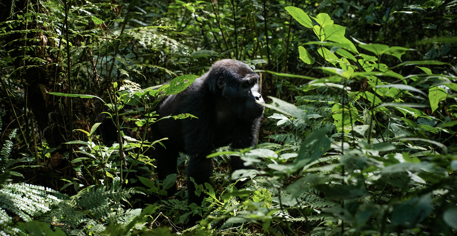 Gorilla Trekking in Rwanda