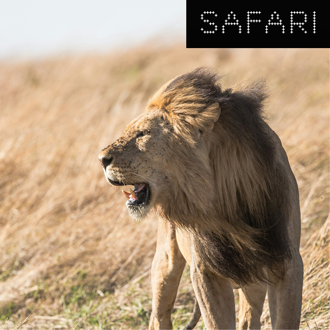 A male lion with a large mane standing in a dry grassland, yawning or roaring with eyes closed.
