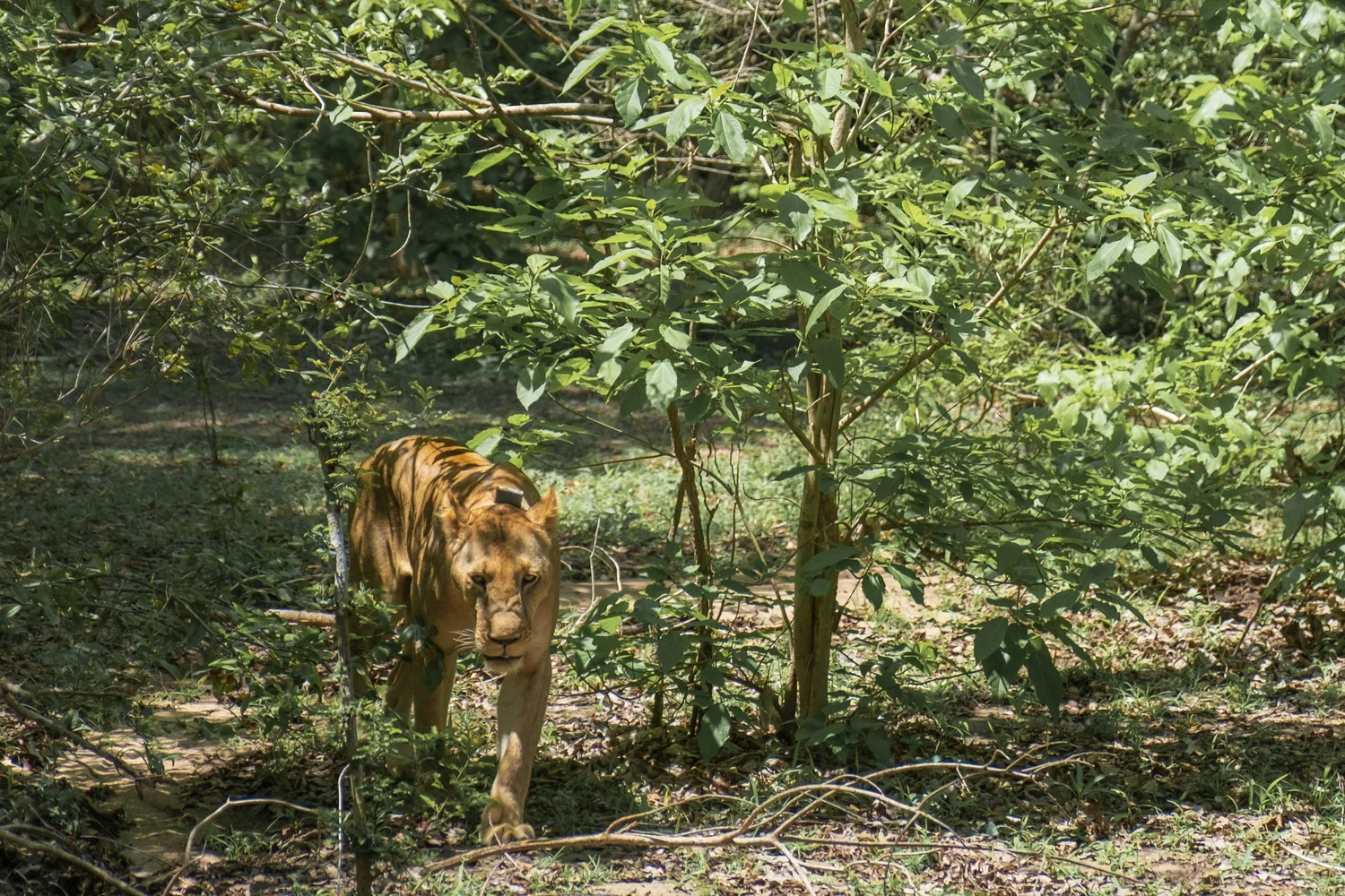 Pendjari National Park - Hyperlocal Safari