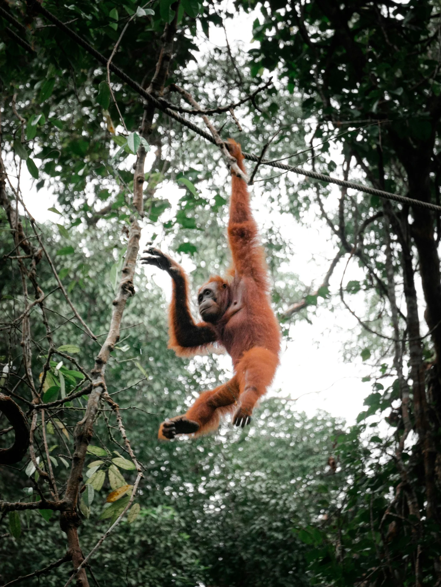 A young orangutan swinging on a vine in a dense jungle.