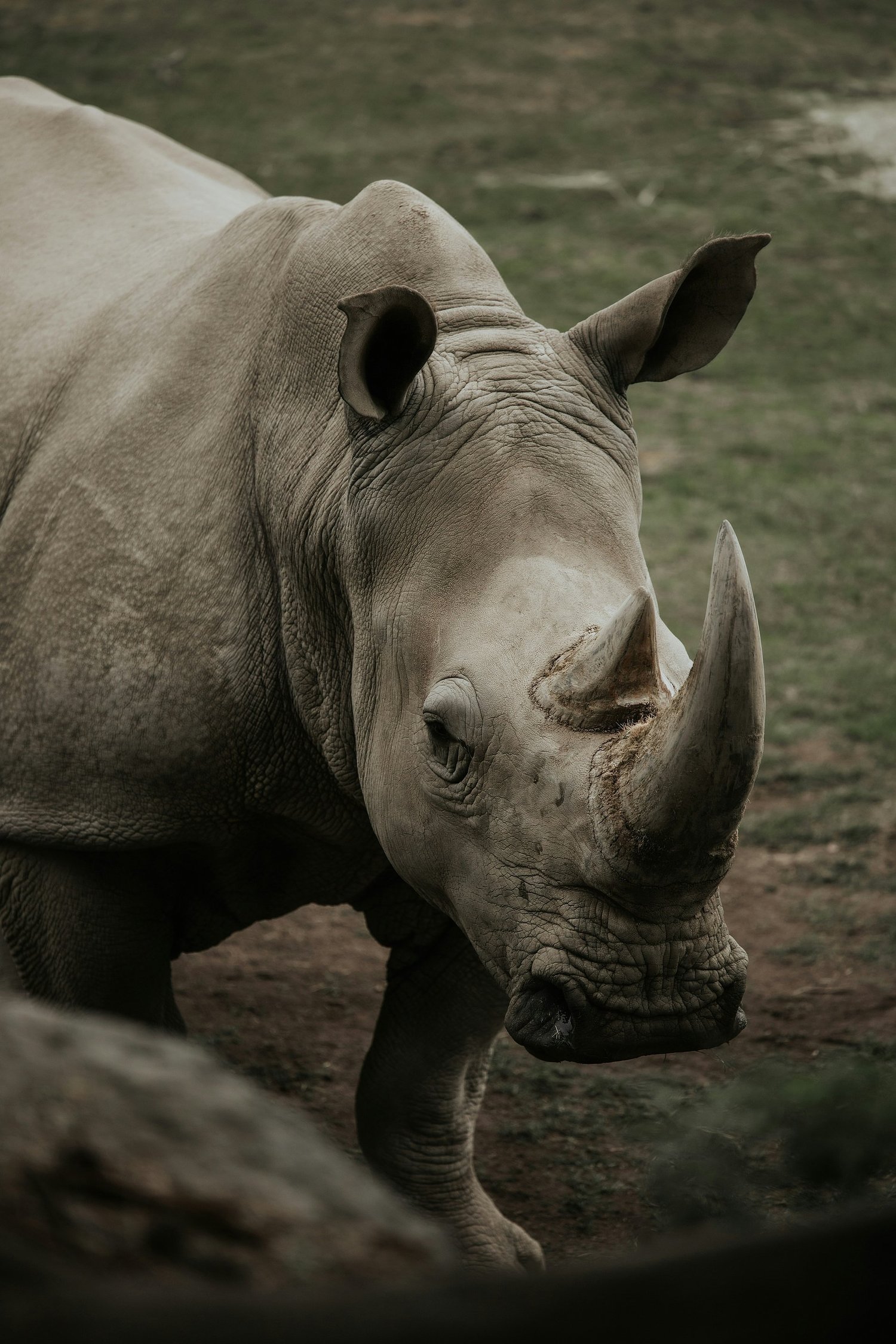 Close-up of a rhinoceros standing on the ground, showing its large horn and textured skin.