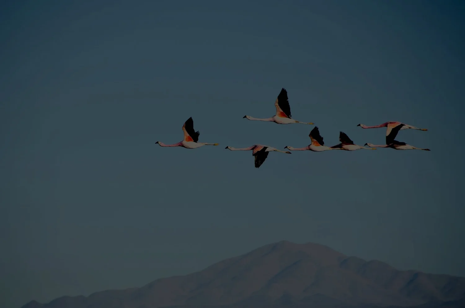 Six flamingos flying in formation over mountains during daytime.