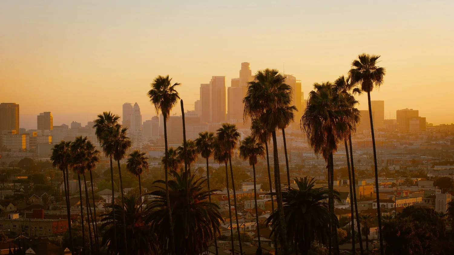 Sunset view of Los Angeles skyline with tall palm trees in the foreground.