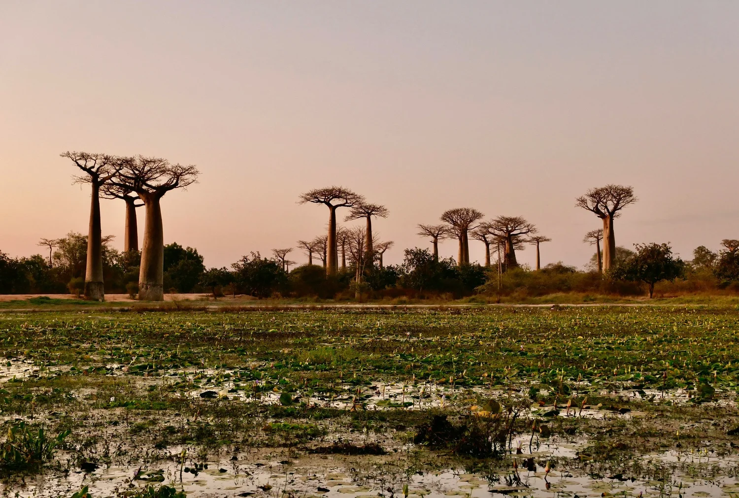 Africa