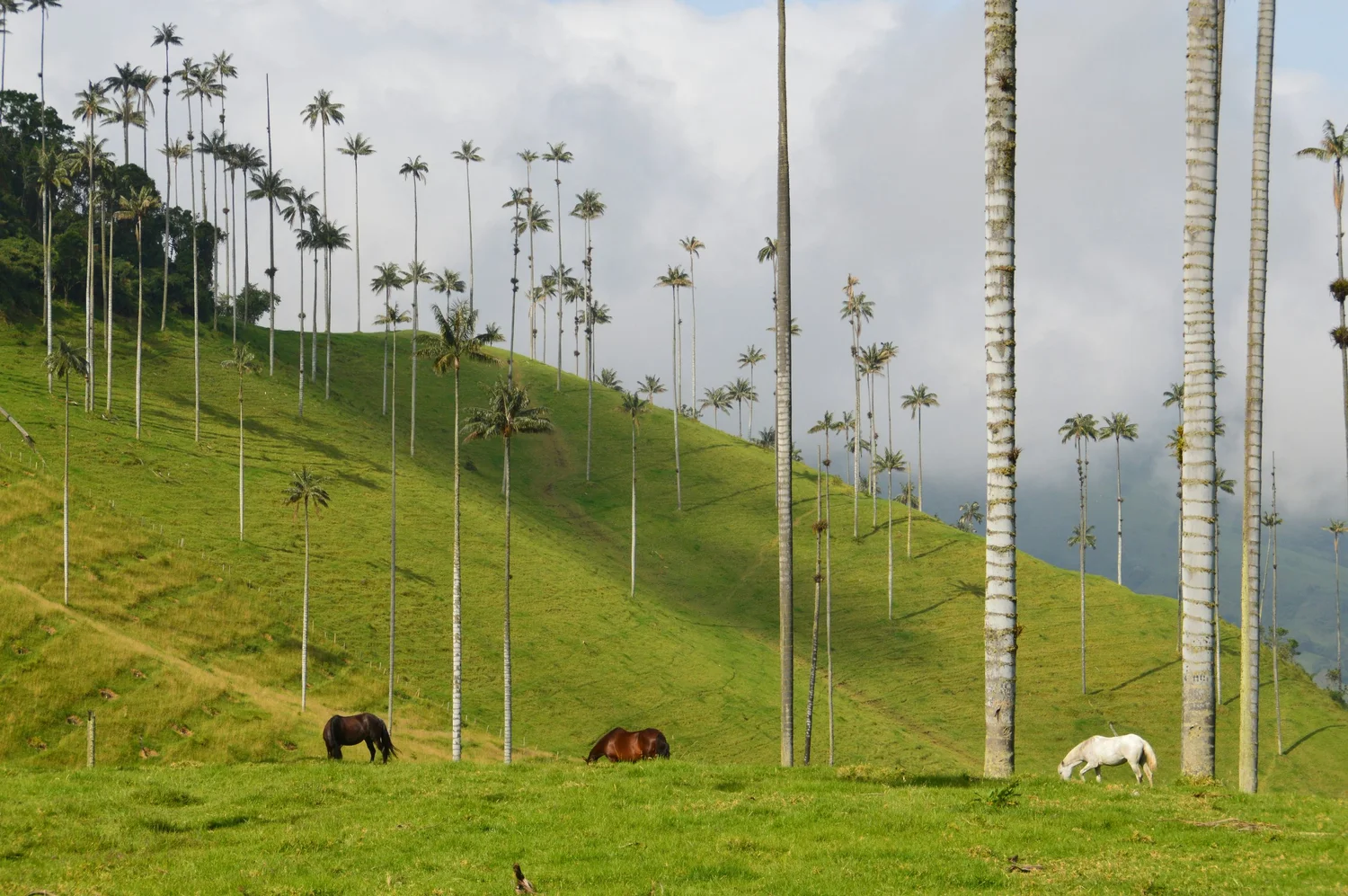 South America
