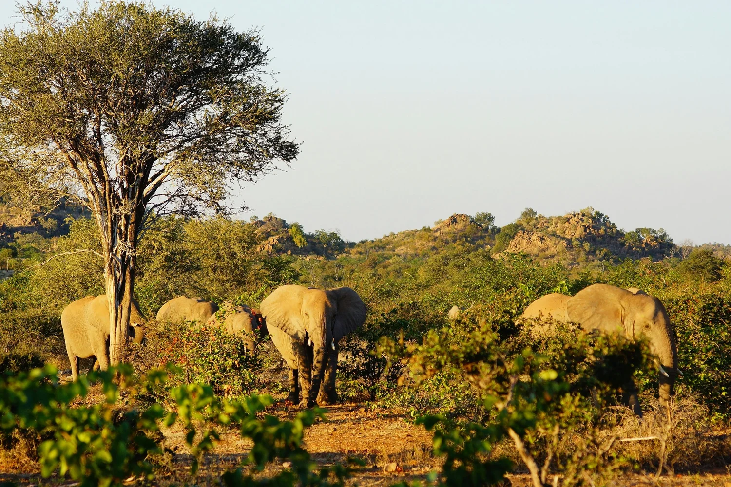 Zakouma National Park - Hyperlocal Safari