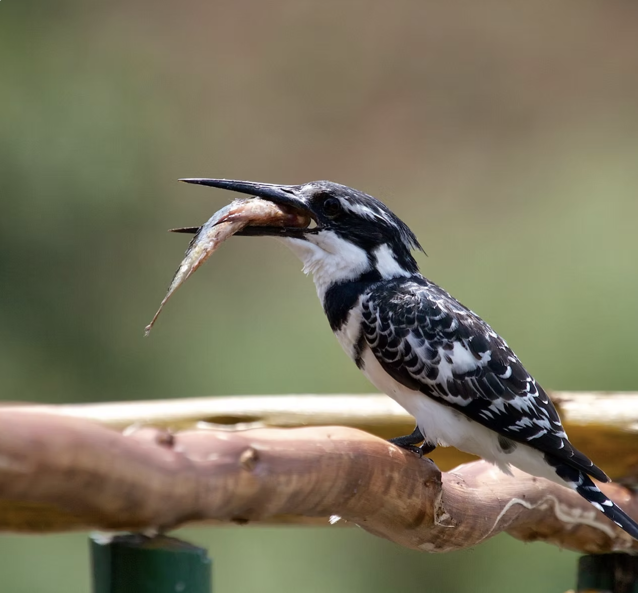 Birdwatching in Rwanda