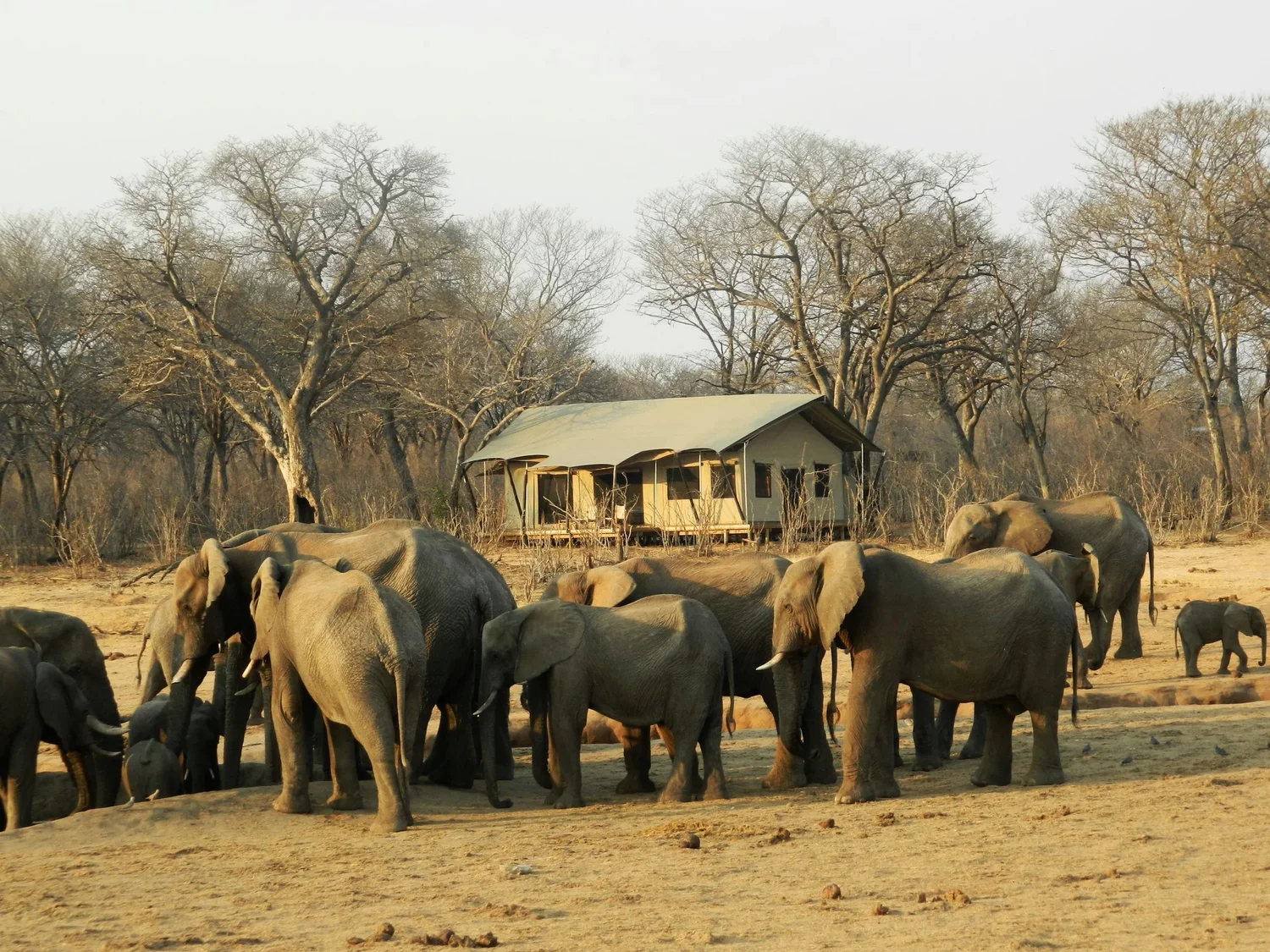Group of elephants near a water source in a dry forest landscape with a building in the background.