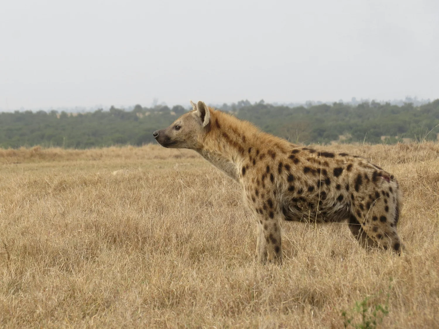 Hyena in Grass, in Ol Pejeta Conservancy Kenya - Hyperlocal Safari