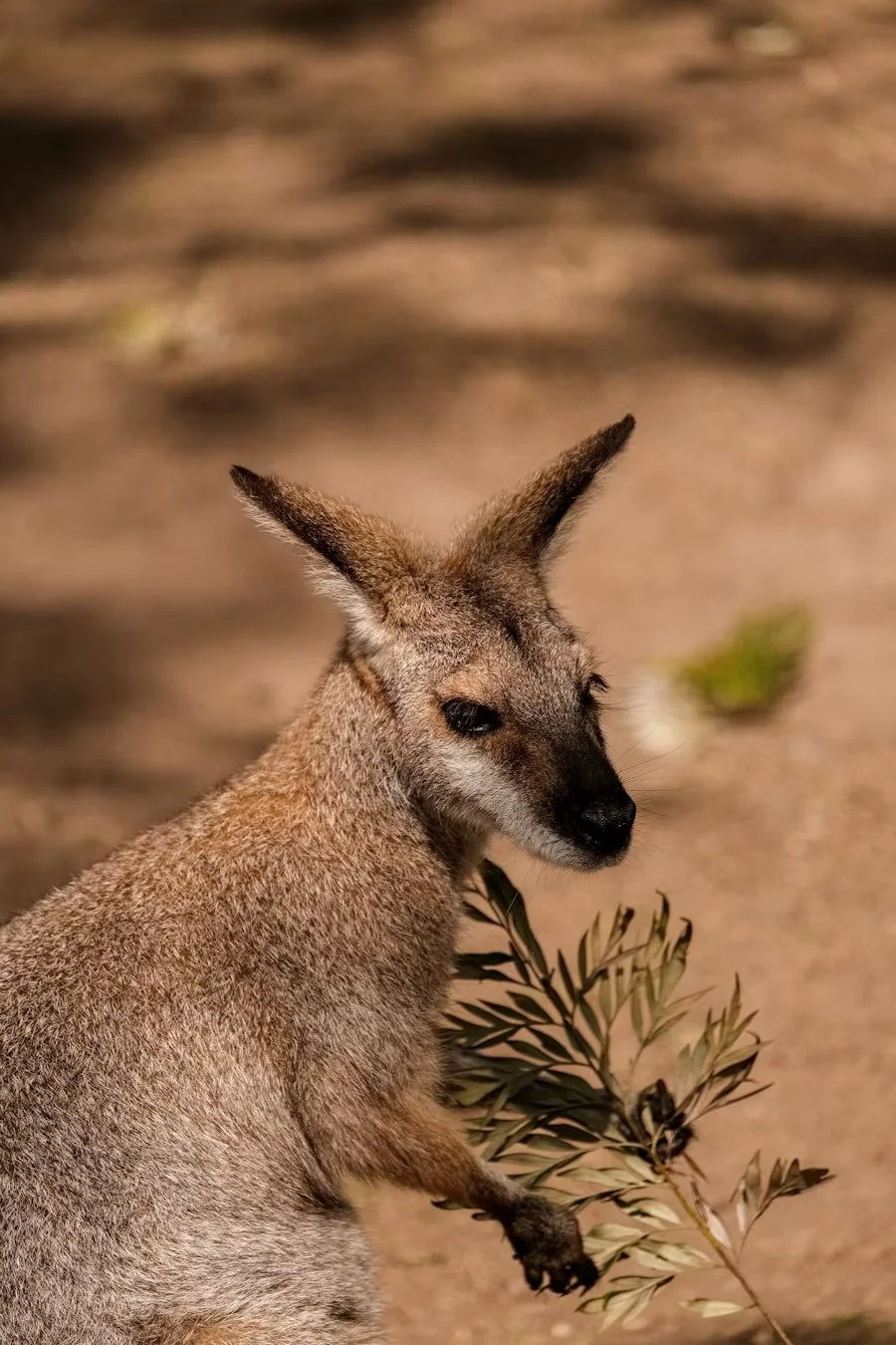 A small kangaroo, or wallaby, standing on sandy ground next to a leafy branch.