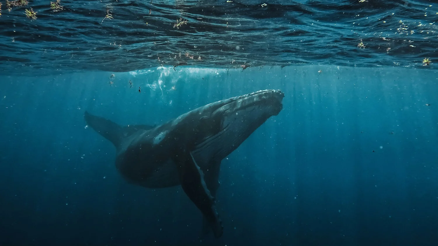 A whale swimming underwater near the ocean surface.