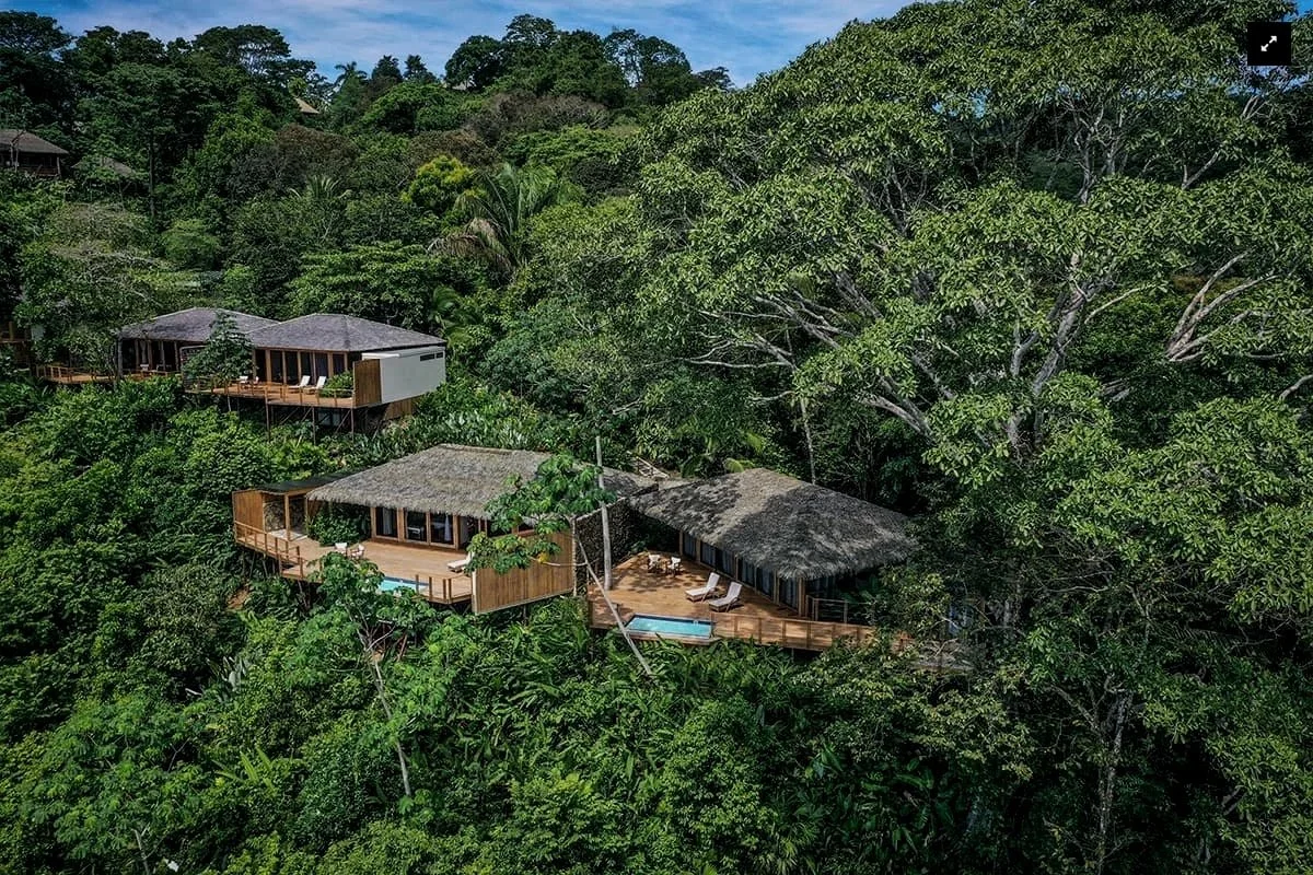 Three elevated treehouses with thatched roofs and wooden decks surrounded by dense green forest.