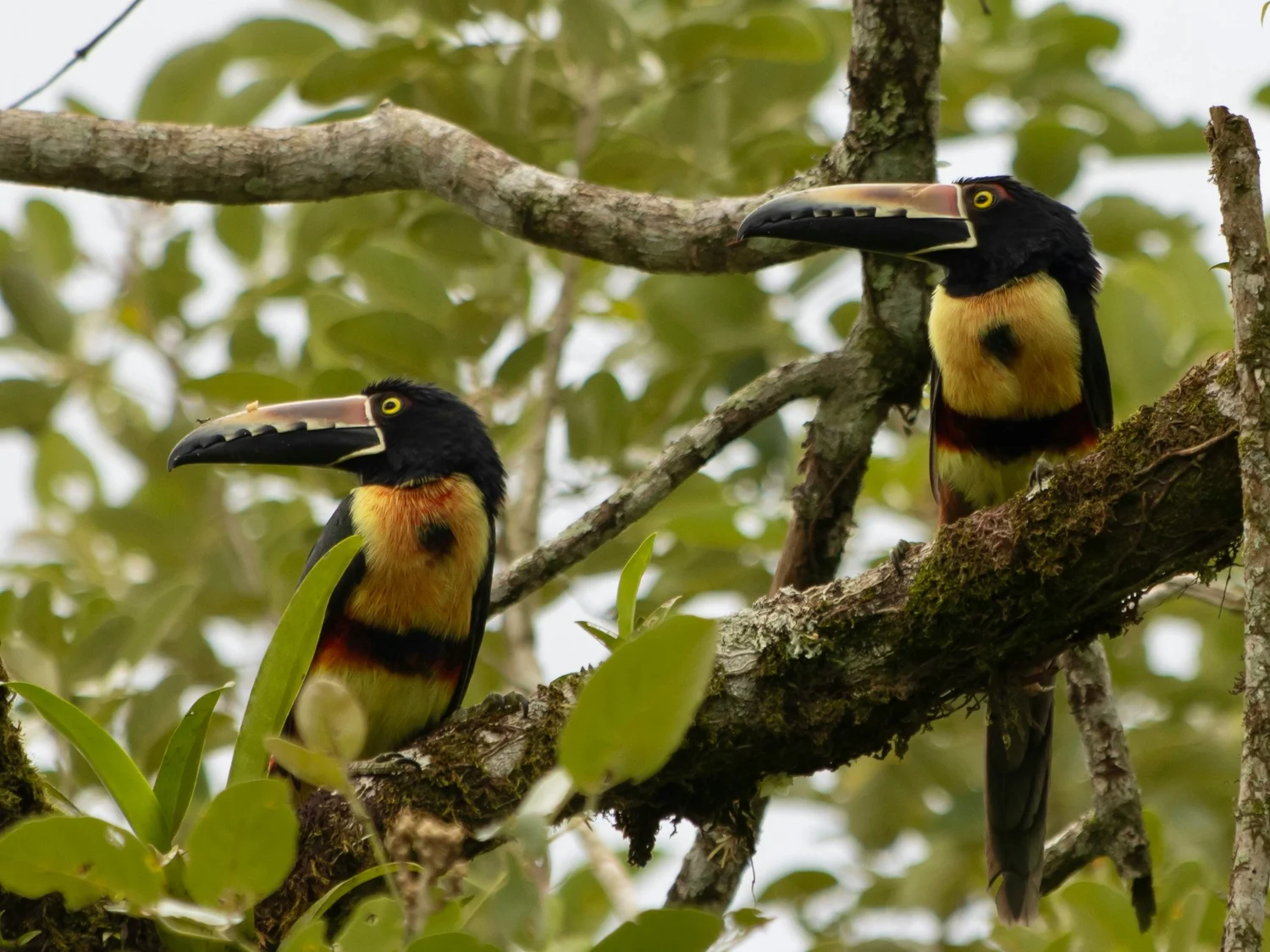 Two toucans perched on a tree branch surrounded by green leaves.