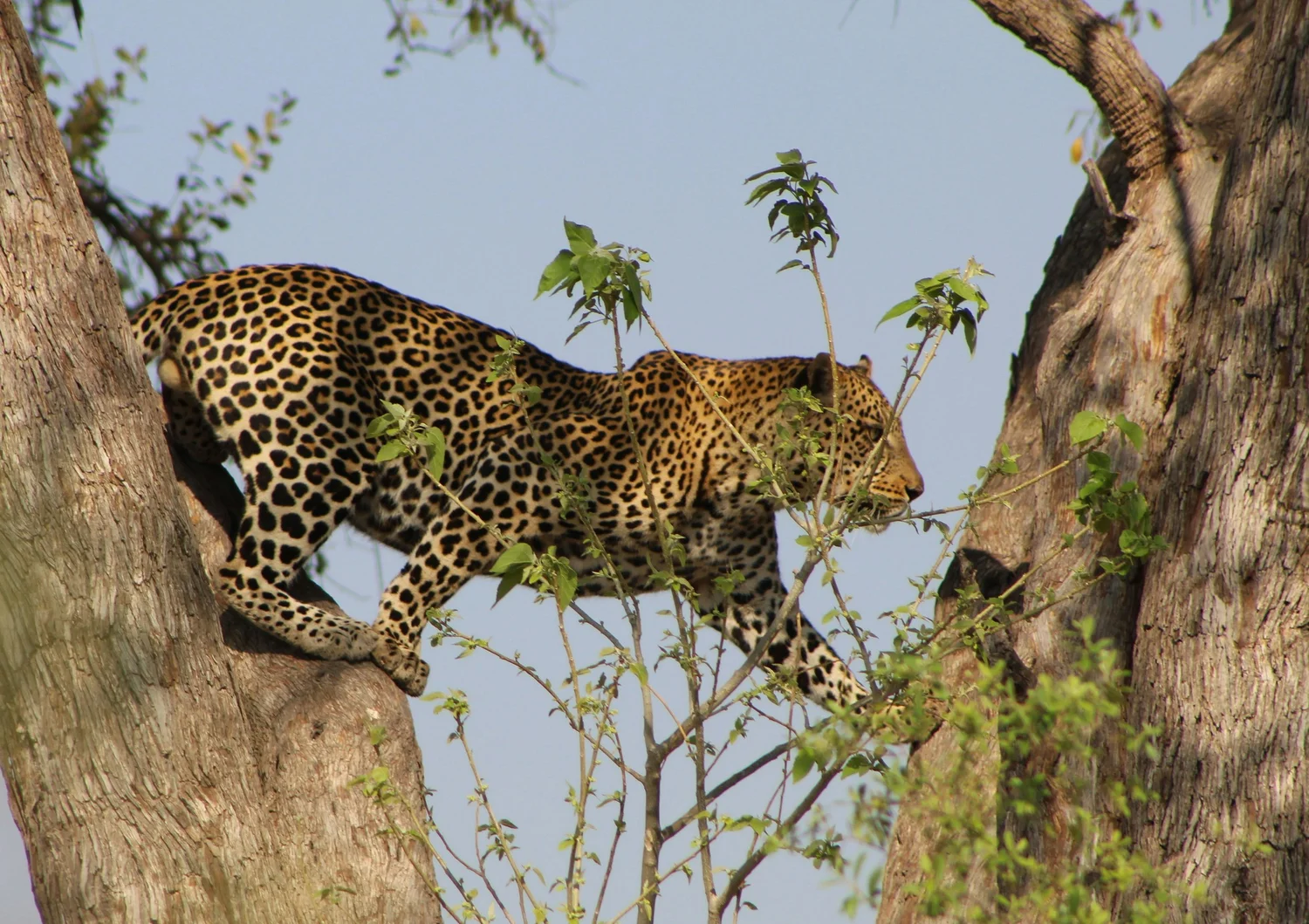 Moremi Game Reserve